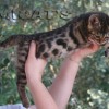 Bengal Mini Leopardo Amicat´s Filhotes Preço Comprar Vender